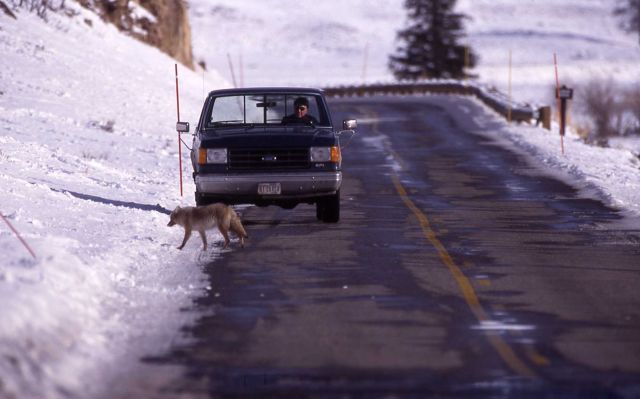 Coyote and pickup in Lamar Valley at Soda Butte Creek in winter Picture