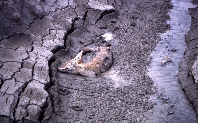 Dead coyote stuck in mud on Mt Everts Picture