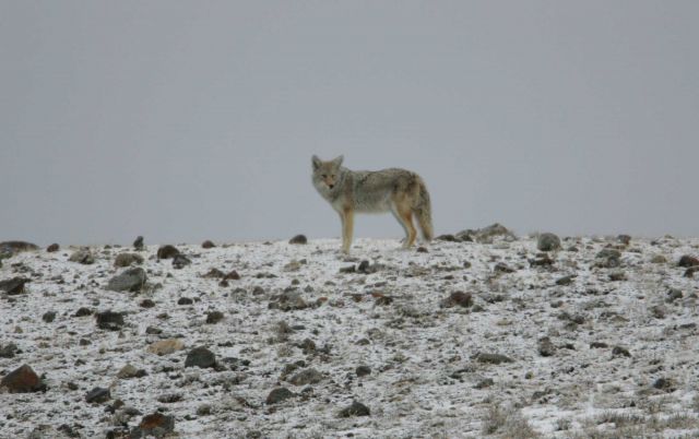 Coyote near Soda Butte Creek Picture