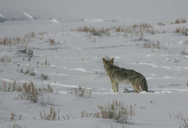 Coyote in Lamar Valley Picture