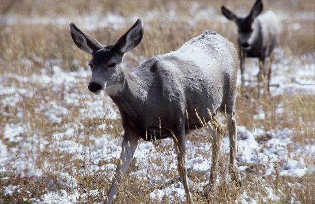 Mule deer doe Picture