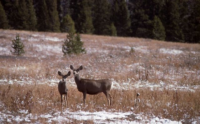 Mule deer doe & fawn Picture