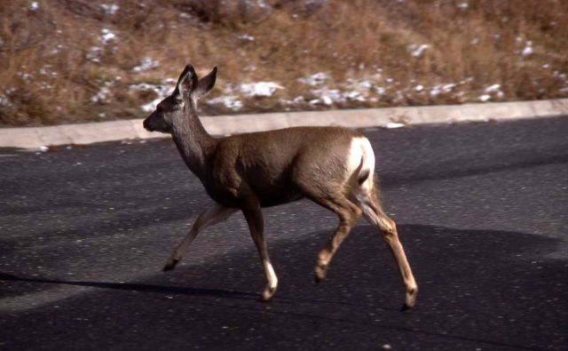 Mule deer doe crossing road Picture