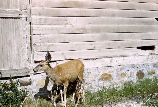 Mule deer doe & fawns (twins) nursing near unknown structure Picture