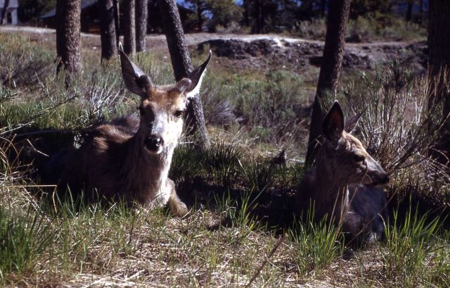 Mule deer does sitting in trees Picture