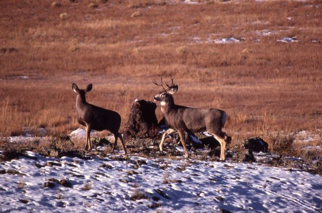 Mule deer buck & doe Picture