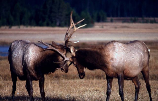 Two bull elk sparring Picture