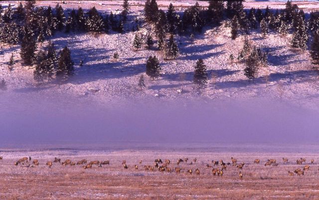 Elk herd in winter in Lamar Valley Picture