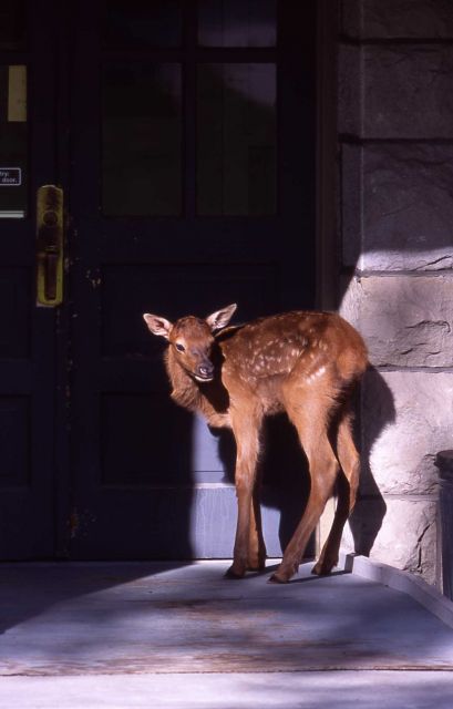 Elk calf by door of Administration Offices in Mammoth Hot Springs Picture