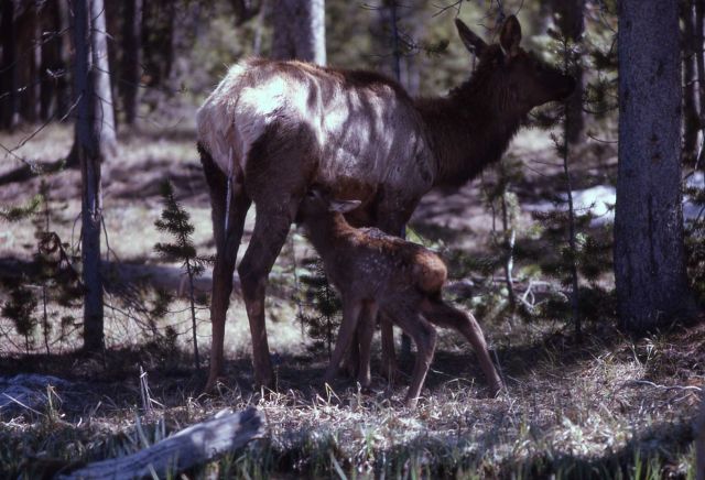 Elk & nursing calf Picture