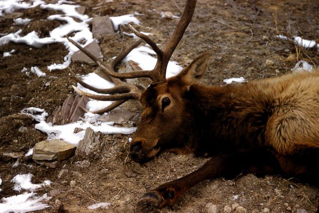 Dying bull elk Picture