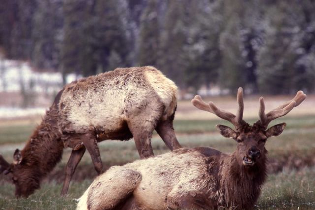 Bull elk in Gibbon Meadows Picture