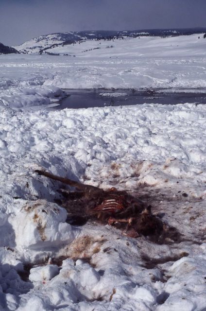 Elk carcass in the snow Picture