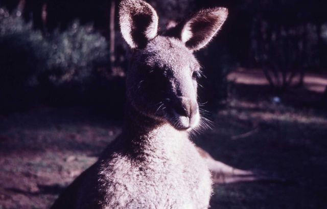 Austalian kangaroo Picture