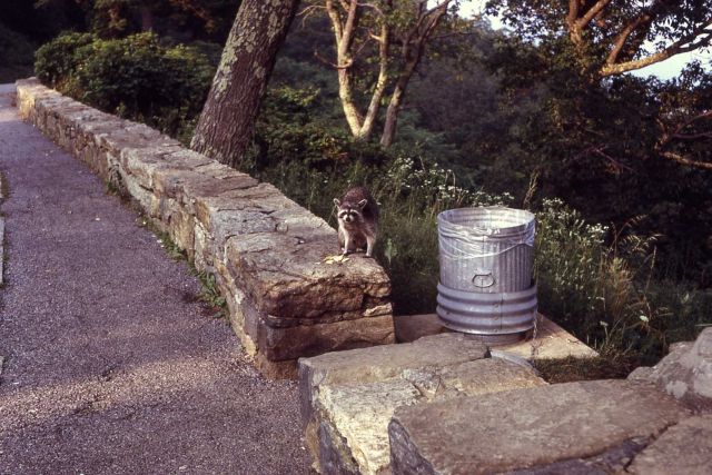Racoon near trash can Picture