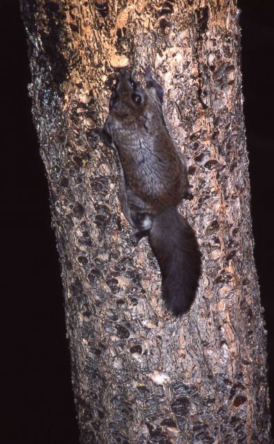 Northern flying squirrel Picture