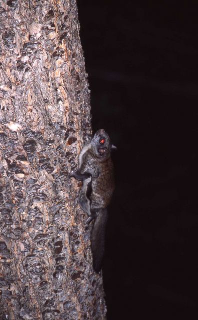 Northern flying squirrel Picture