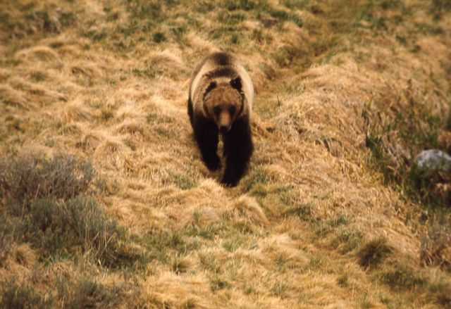 Grizzly bear Picture