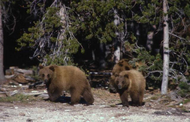 Yearling grizzly bears Picture