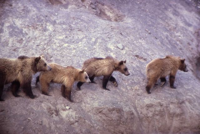 Grizzly bear sows at the Trout Creek dump Picture