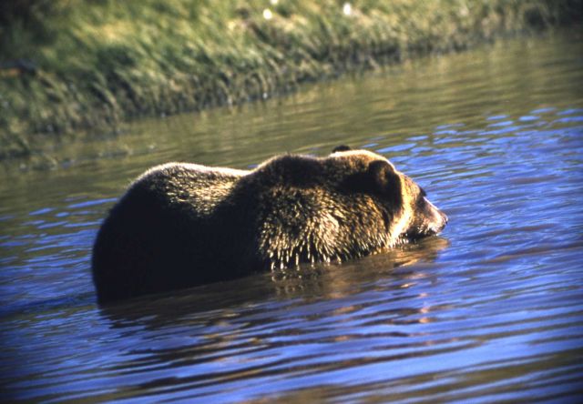 Grizzly bear in Trout Creek Picture