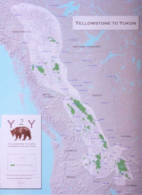 Yellowstone to Yukon conservation initiative map - Grizzly bear Picture