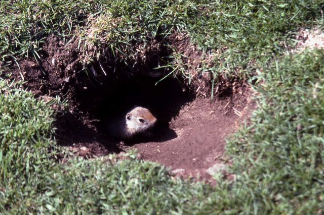 Uinta ground squirrel emerging from hole Picture