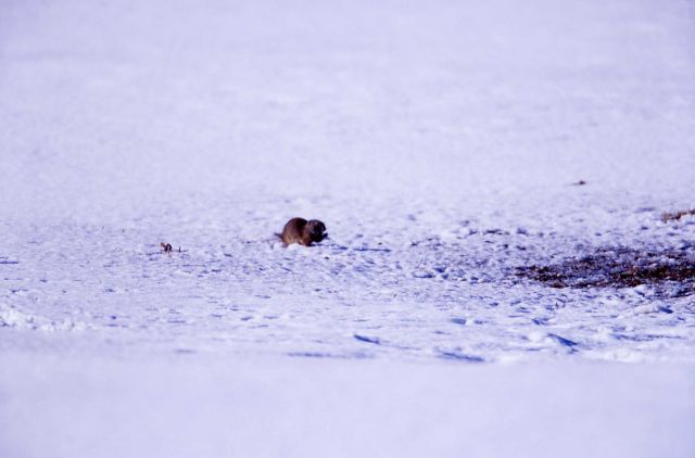 Uinta ground squirrel eating in the snow at Mammoth Hot Springs parade grounds Picture