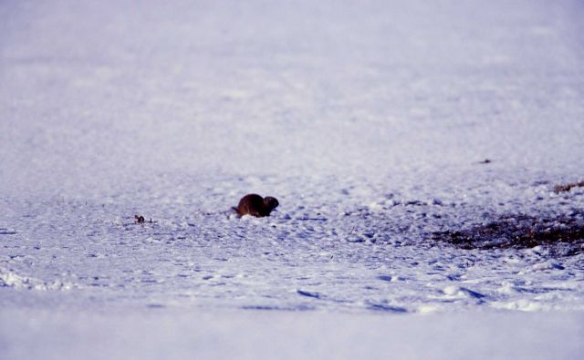 Uinta ground squirrel in the snow at Mammoth Hot Springs parade grounds Picture