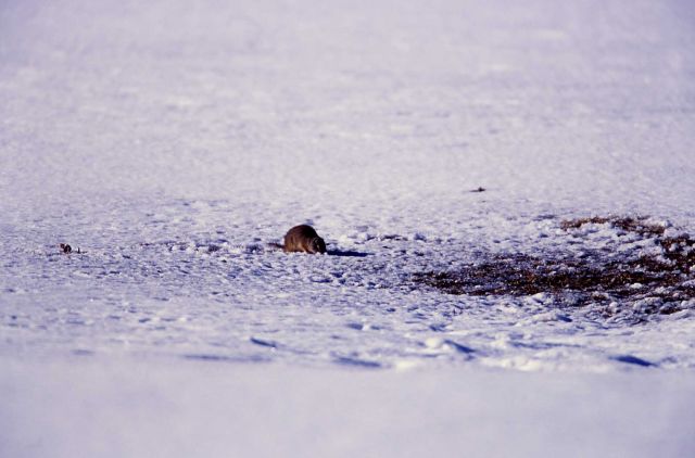 Uinta ground squirrel rooting through the snow at Mammoth Hot Springs parade grounds Picture