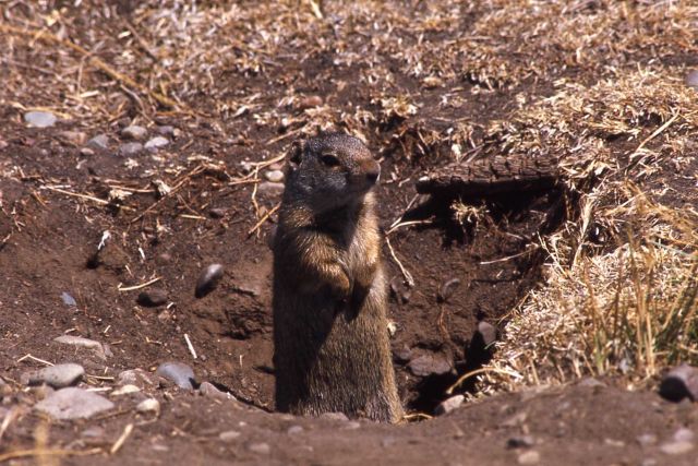 Uinta ground squirrel Picture
