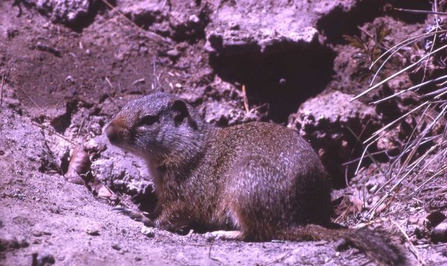 Uinta ground squirrel Picture