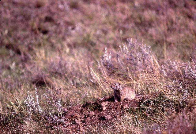 Uinta ground squirrel Picture
