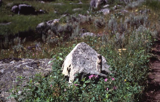 Uinta ground squirrel Picture
