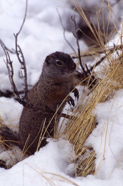 Uinta ground squirrel in snow Picture