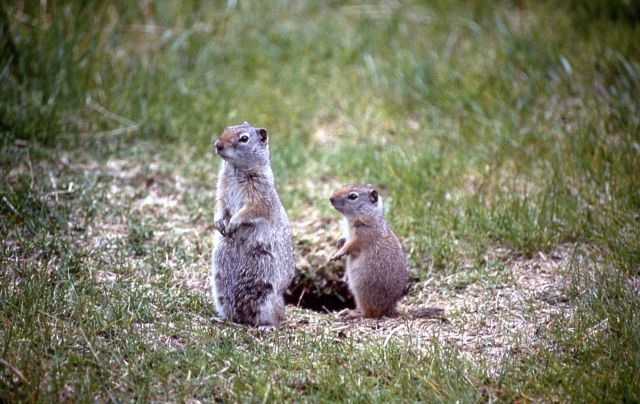 Uinta ground squirrel with young Picture