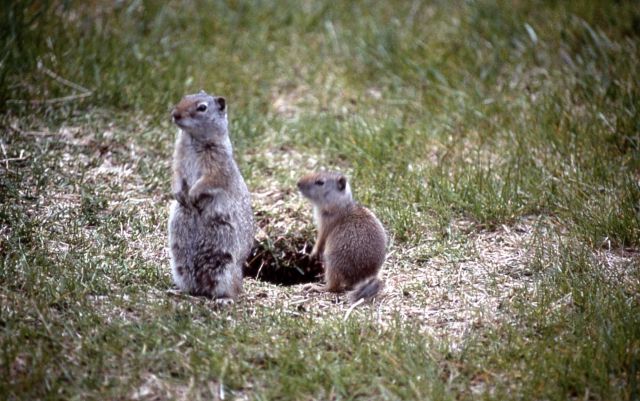 Uinta ground squirrel with young Picture
