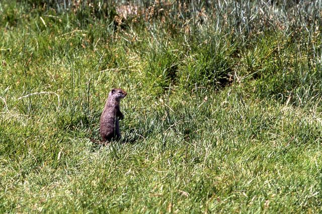 Uinta ground squirrel at Mammoth Hot Springs Picture