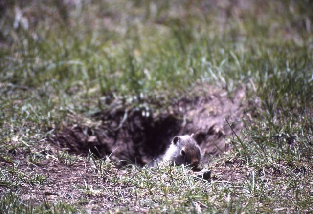 Uinta ground squirrel at Mammoth Hot Springs Picture