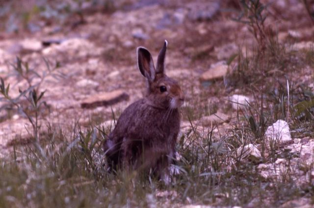 Snowshoe Hare Picture