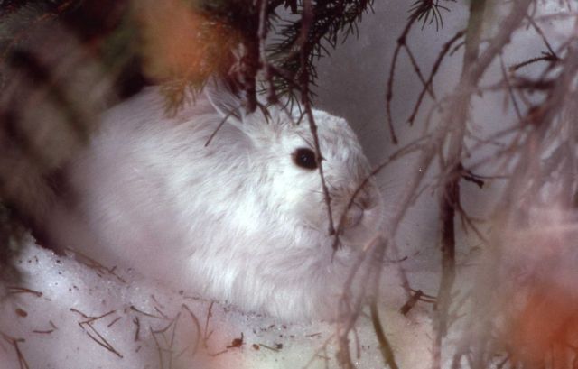 Snowshoe Hare hiding in the snow under a tree Picture