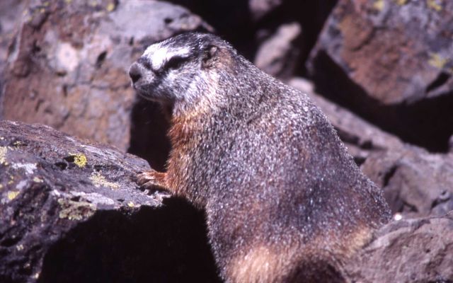 Yellow-bellied Marmot Picture