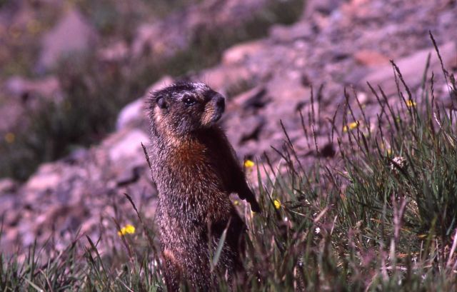 Yellow-bellied Marmot standing upright Picture