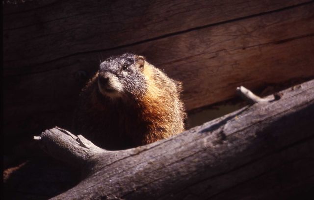 Yellow-bellied Marmot Picture