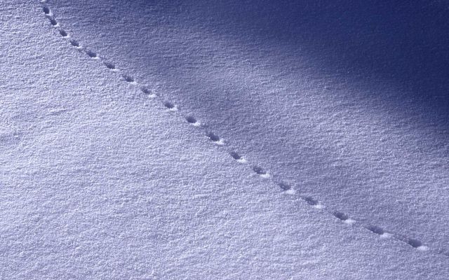 Mouse tracks in snow Picture