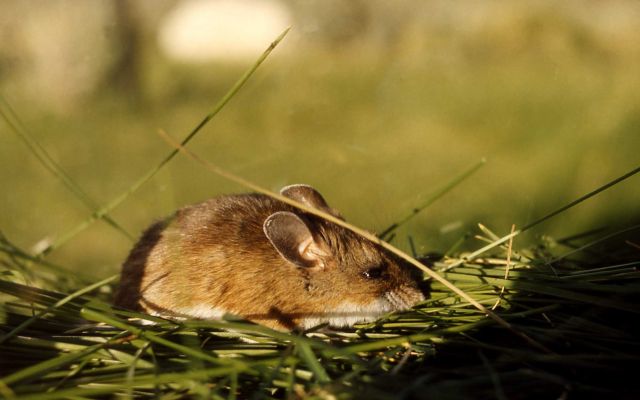 Deer Mouse Picture