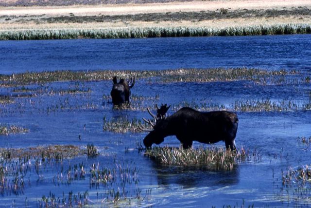 Moose at Alum Creek Picture