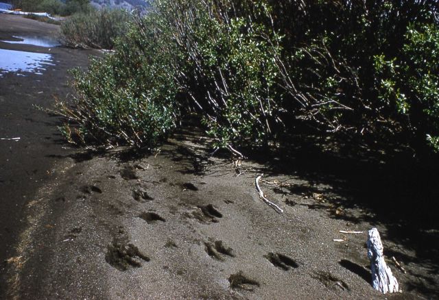 Moose tracks Picture