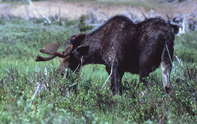 Moose Picture