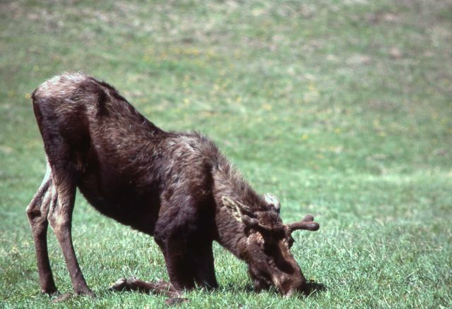 Moose grazing on knees Picture